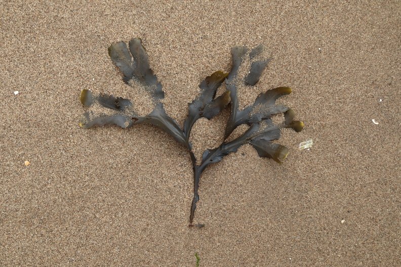 Sea Seaweed 026