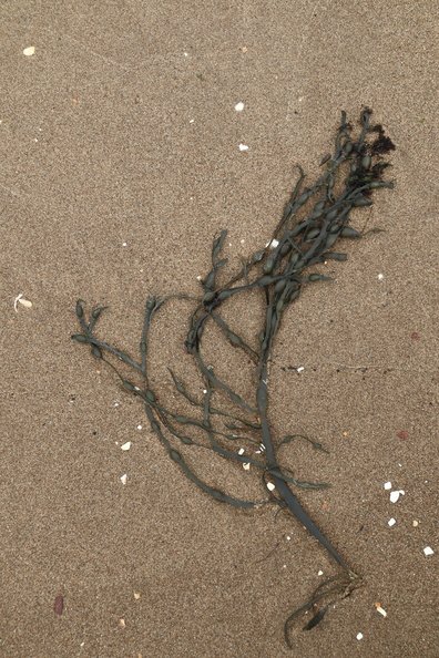 Sea_Seaweed_027.JPG