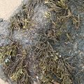 Sea Seaweed 028