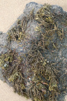 Sea Seaweed 028