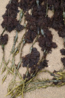 Sea Seaweed 031