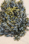 Sea Seaweed 032
