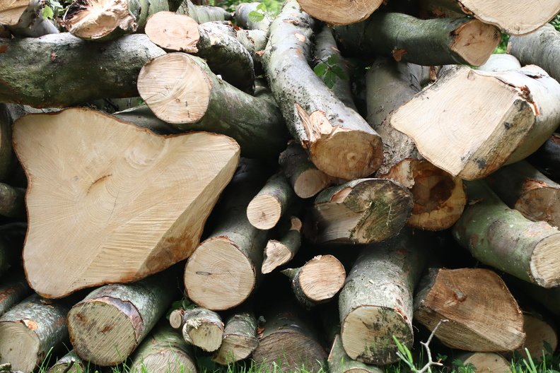 Wood Logs 009