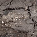 Soil_Cracked_023.JPG