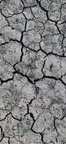 Soil Cracked 021