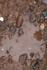 Water Puddle 029