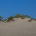 Sea Dunes 022